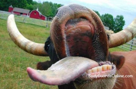 Корова слизала языком две тысячи украденных долларов