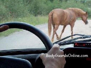 Какие варианты у водителя если он сбил на дороге животное