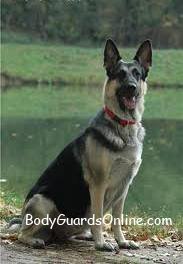 Разбор и рекомендации в выборе породы собаки-телохранителя.