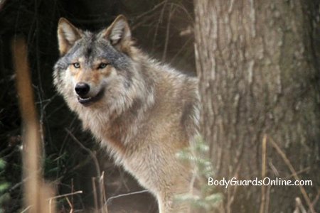 Охота на волка с флажками: короткое описание, особенности, принцип, советы
