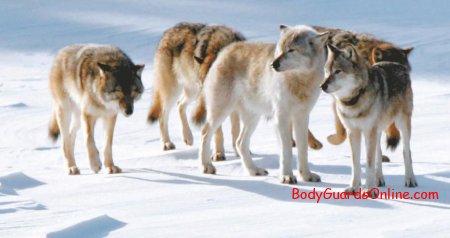 Охота на волка с флажками: короткое описание, особенности, принцип, советы